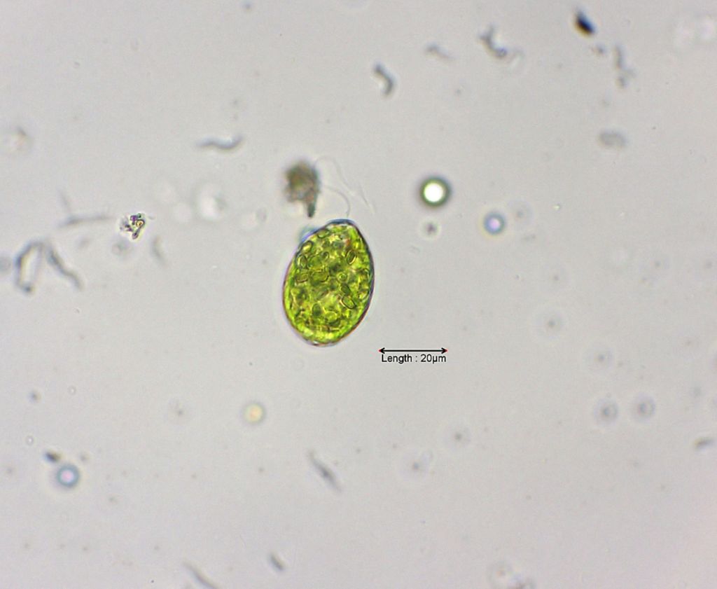 Euglena spec.