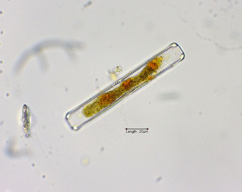 Navicula oblonga girdle view