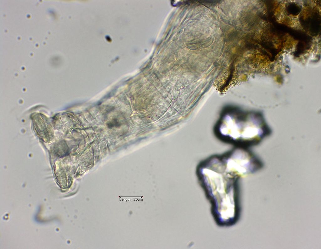 Notommata spec  head