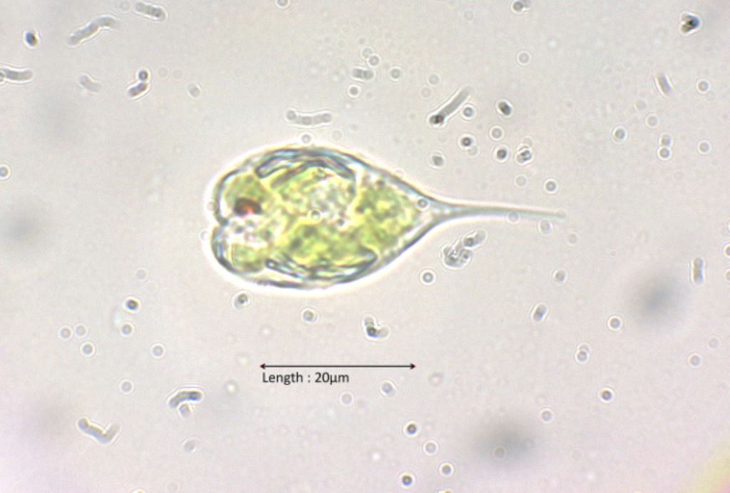 Phacus pyrum