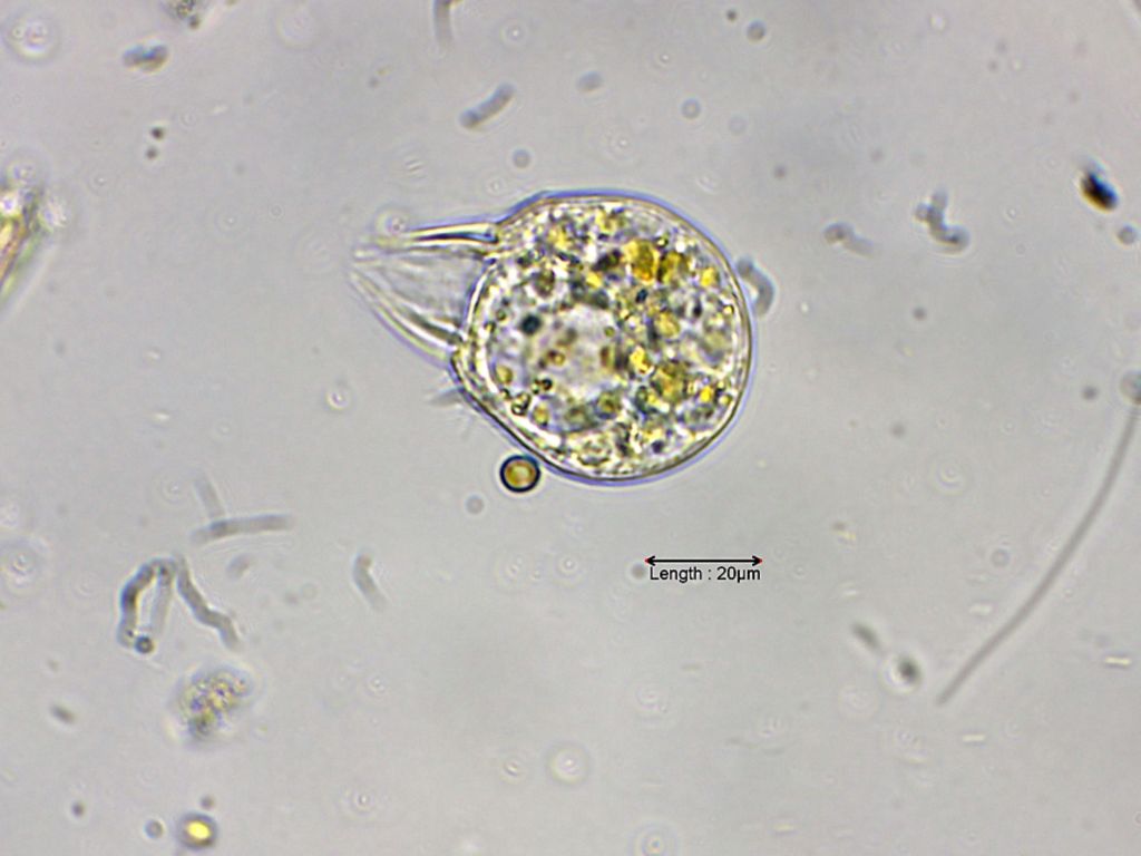 Rimostrombidium lacustris