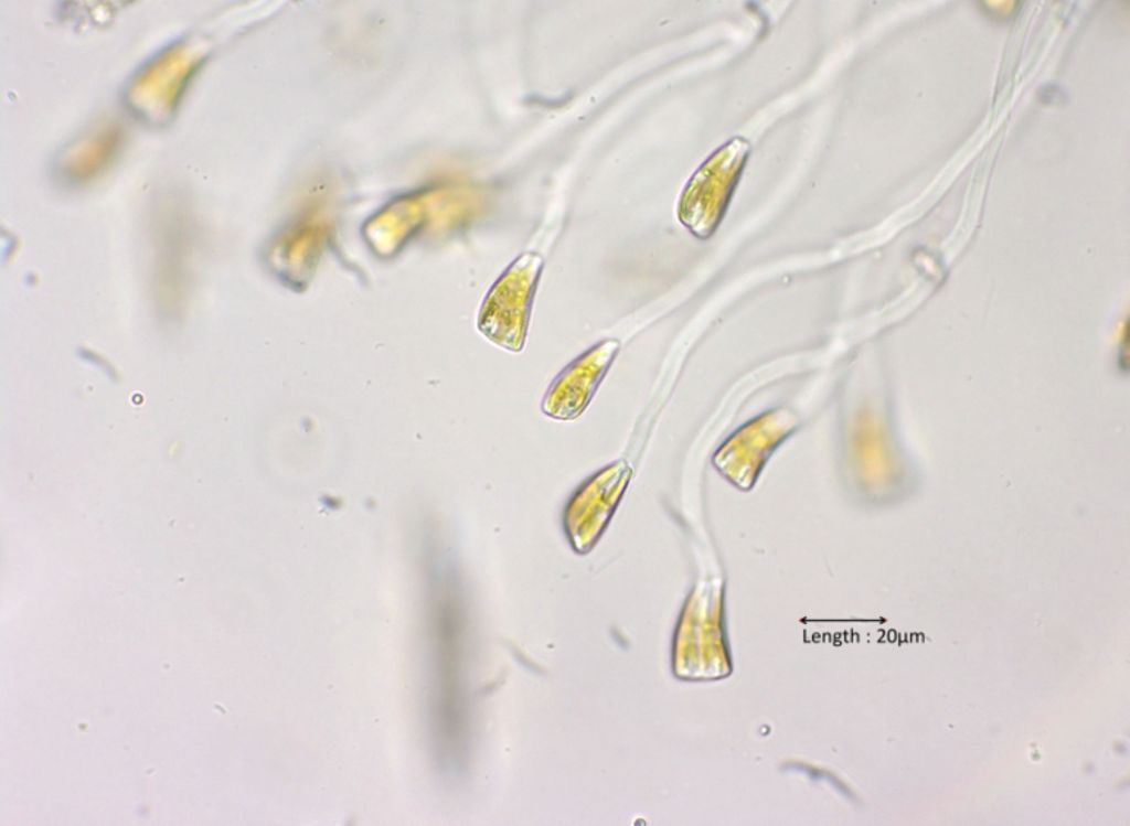 Rhoicosphenia curvata