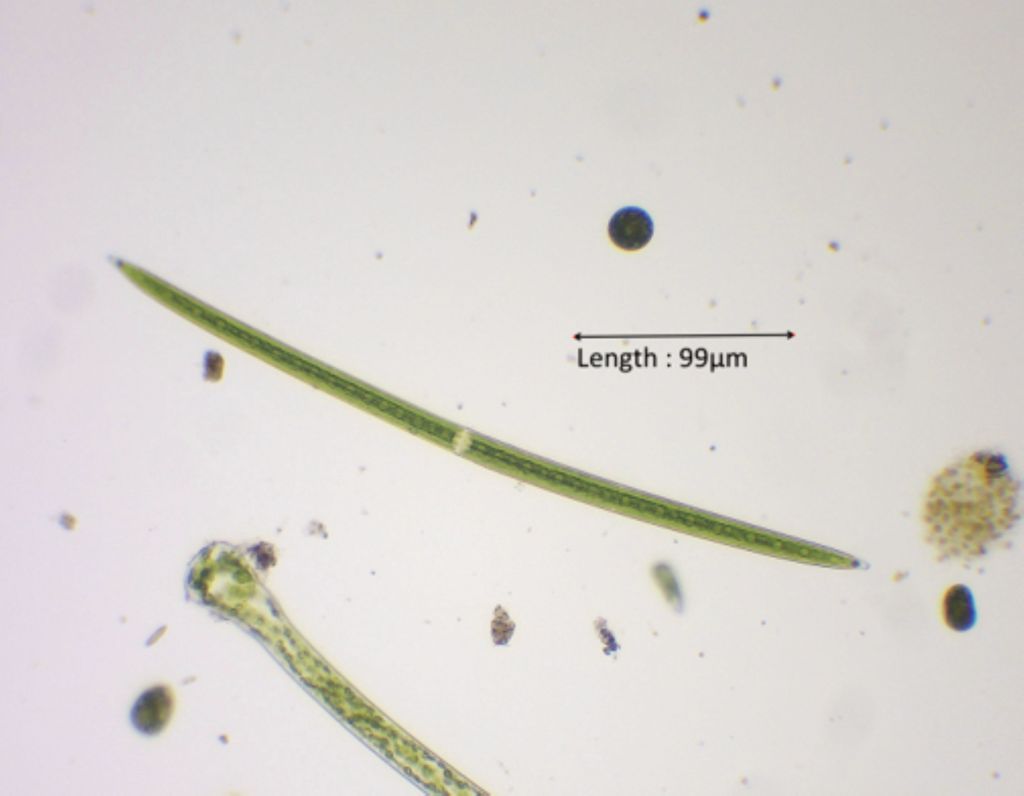 Closterium praelongum var. praelongum