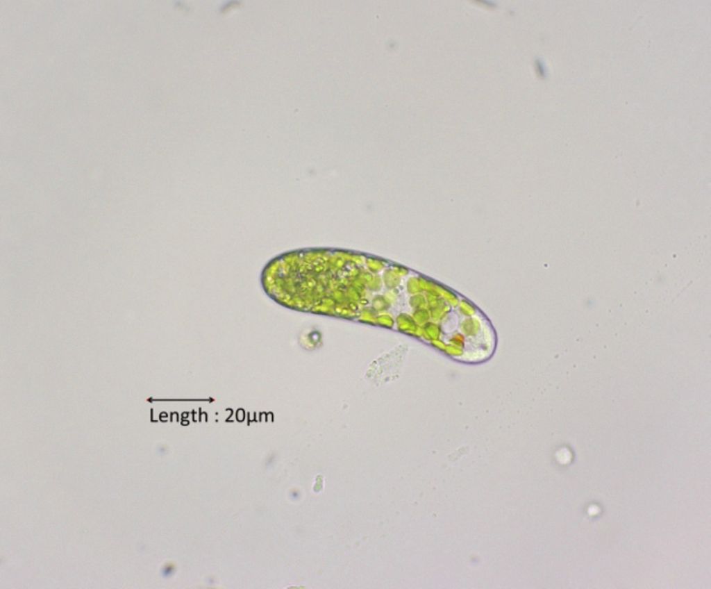 Euglena cf. obtusa