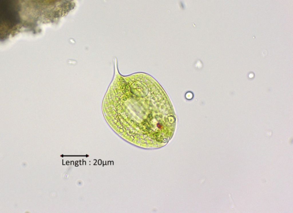 Phacus cf. orbicularis