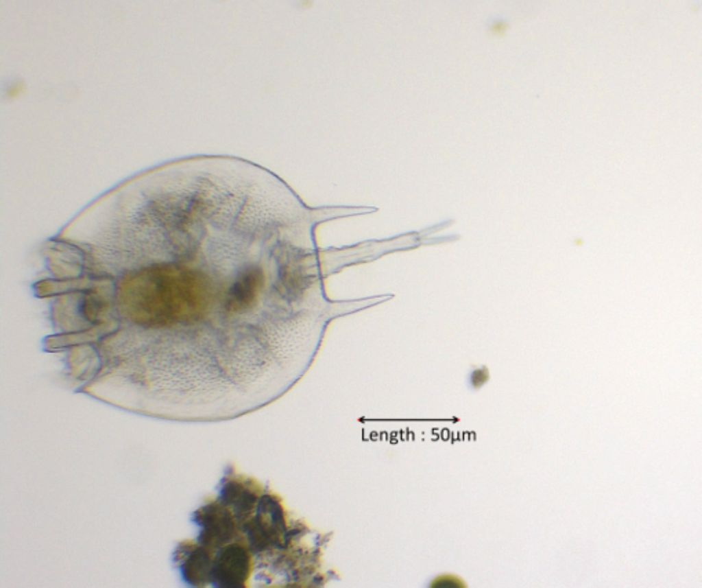 Platyias quadricornis