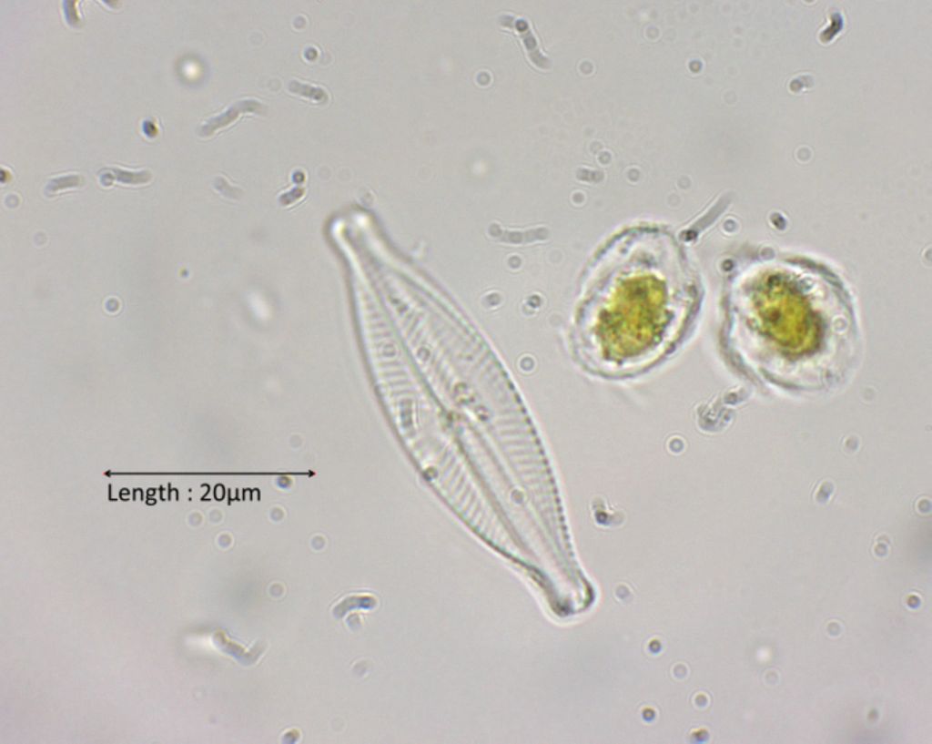 Navicula cf. tuscula