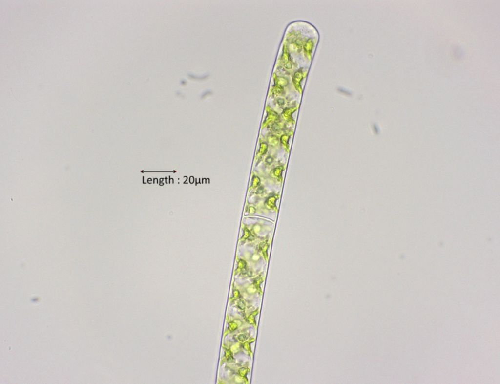 Spirogyra spec