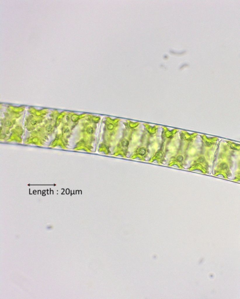 Spirogyra spec