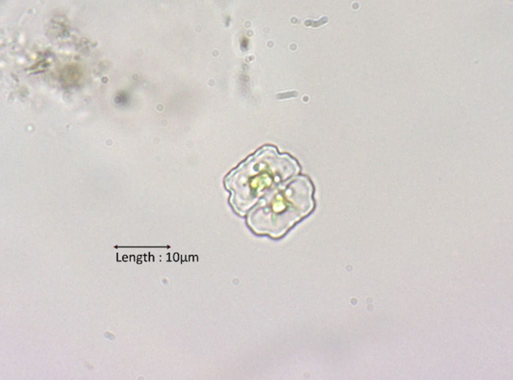 Cosmarium humile var. humile