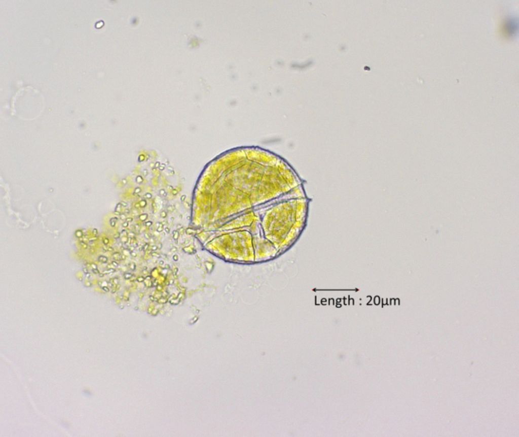 Peridinium cf. cinctum