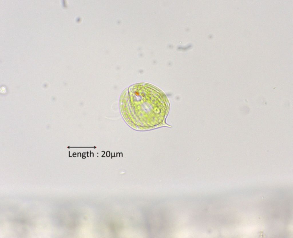 Phacus cf. pleuronectes