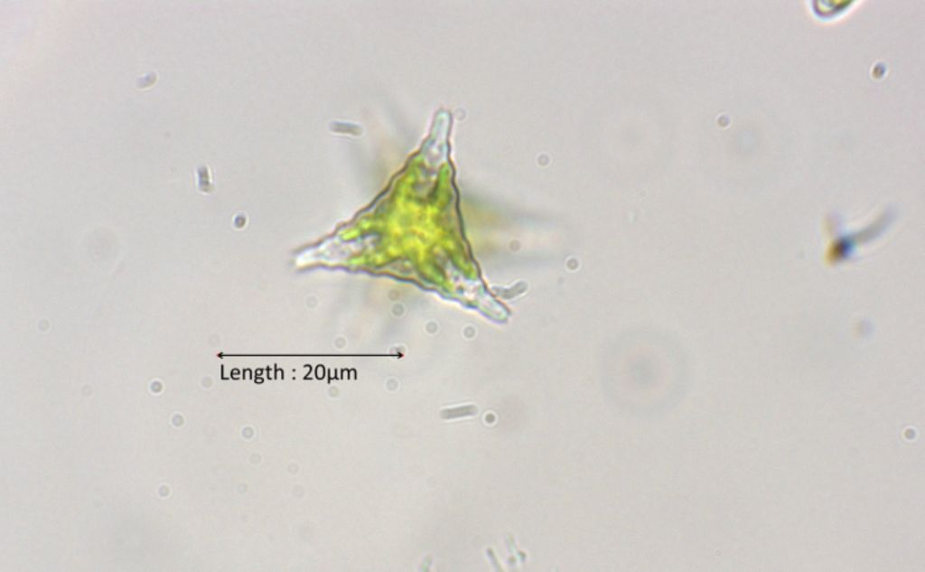 Staurastrum cf. inflexum