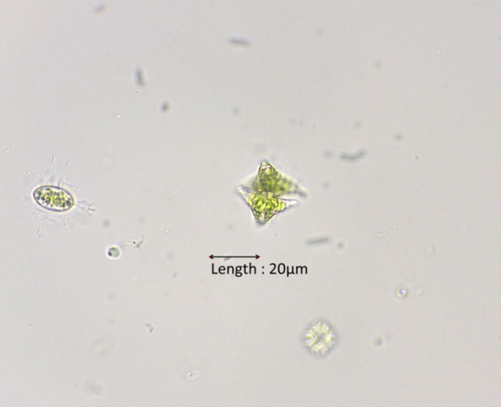 Staurastrum cf. inflexum