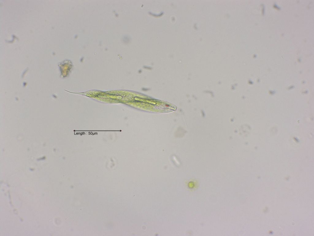 Lepocinclis tripteris