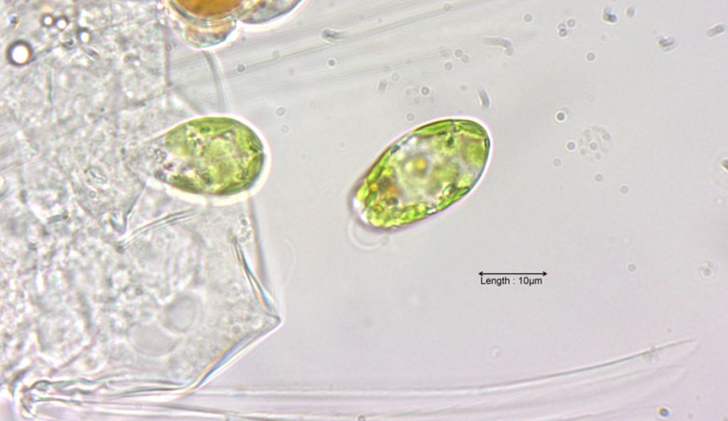 Colacium cyclopicola