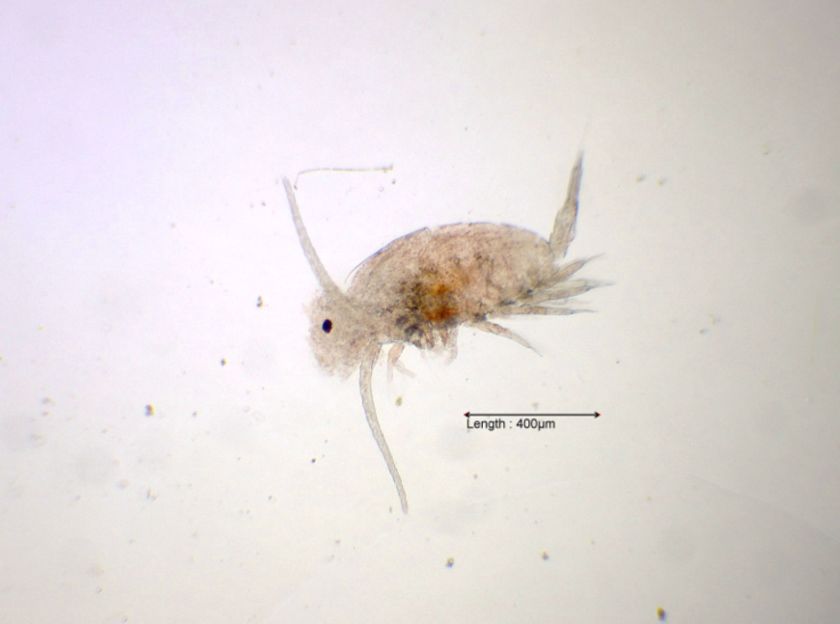 Sminthurides aquatica