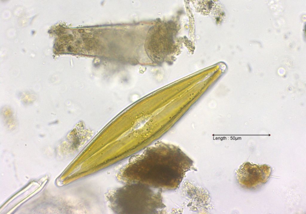 Stauroneis phoenicenteron