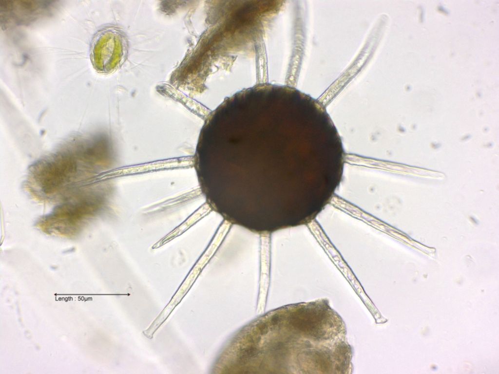 Erysiphe symphoricarpi 