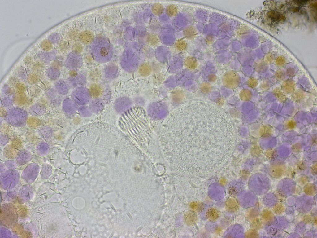 Nassula ornata detail cyrtos