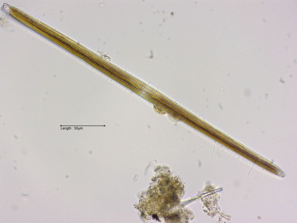 Nitzschia sigmoidea valve view
