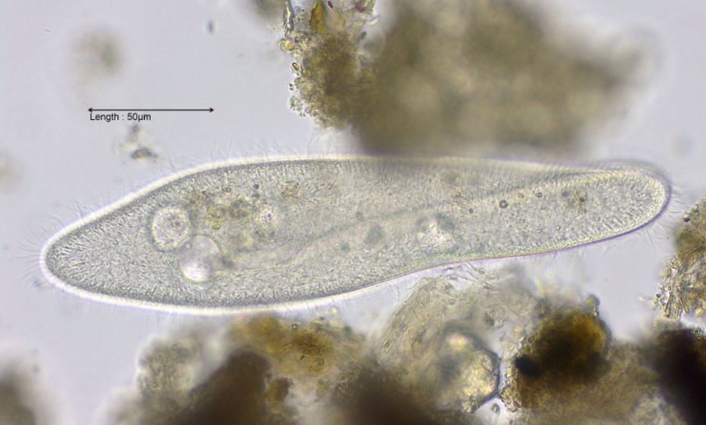 Paramecium caudatum