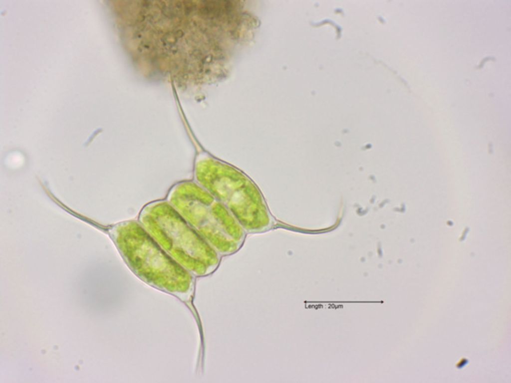 Scenedesmus quadricauda