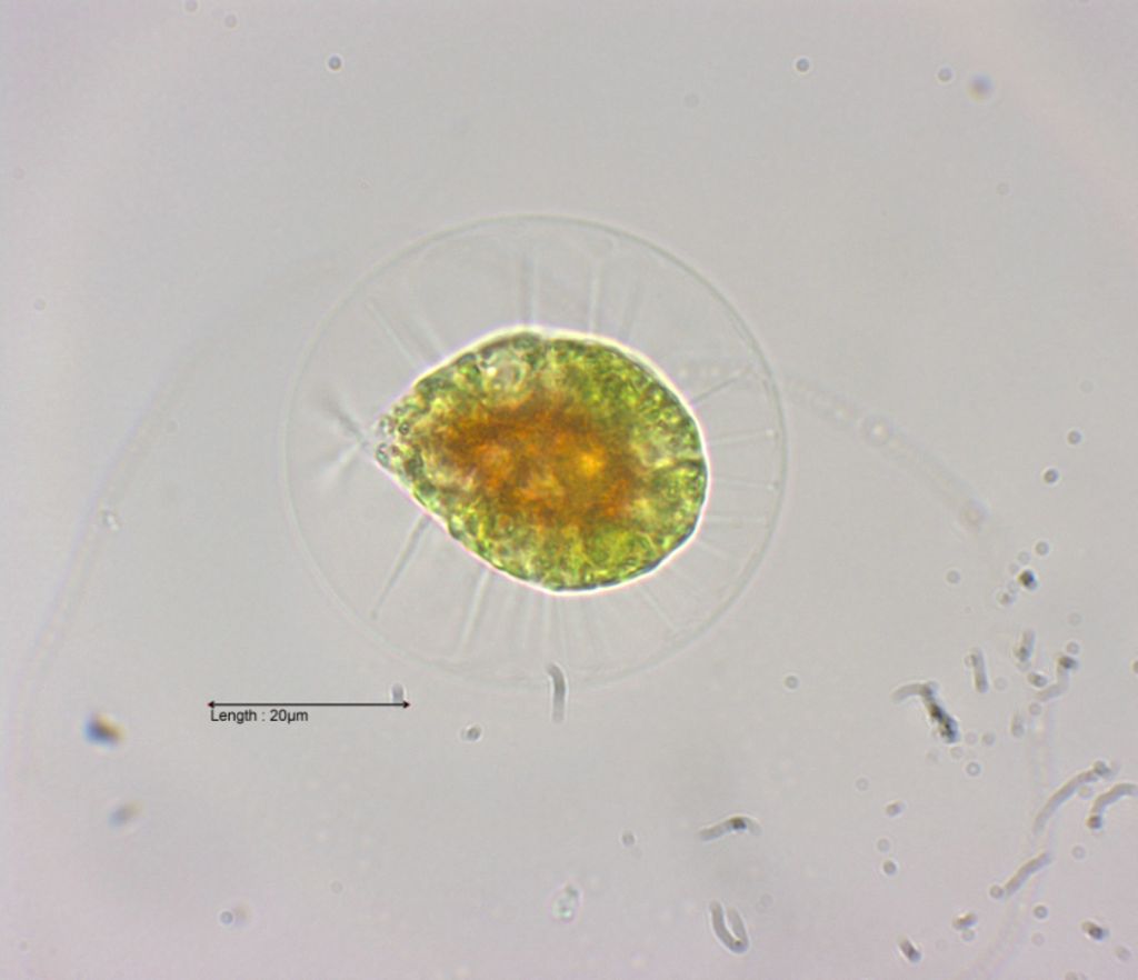 Haematococcus pluvialis