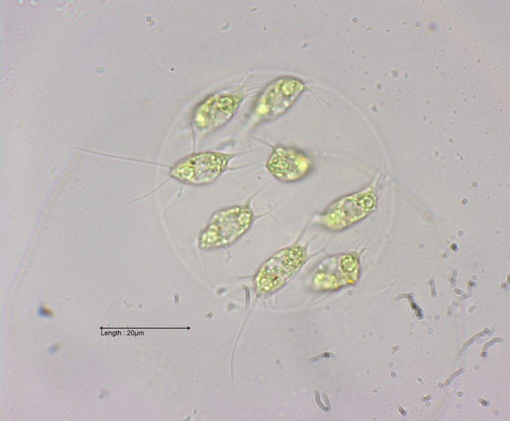 Stephanosphaera pluvialis