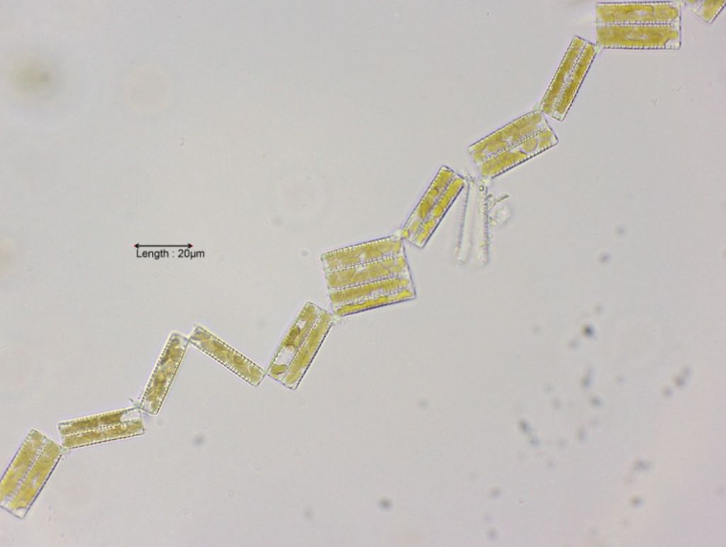 Diatoma vulgaris
