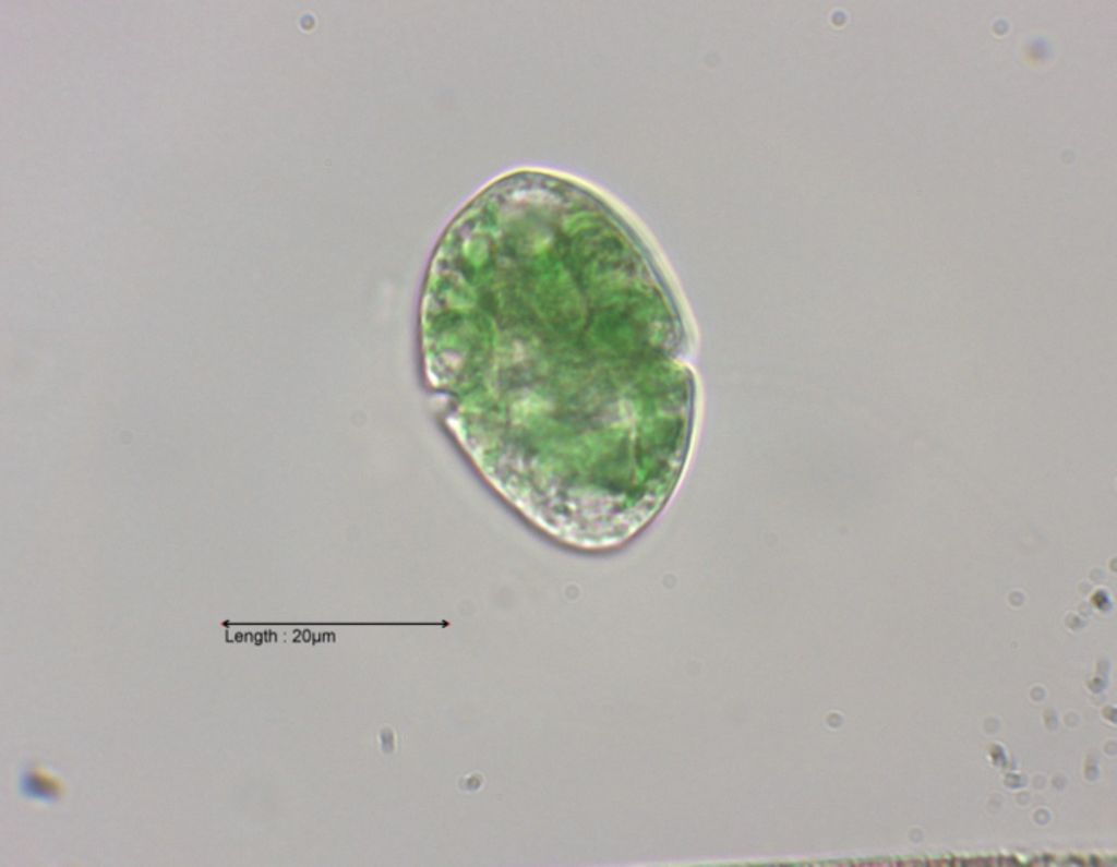 Gymnodinium aeruginosum