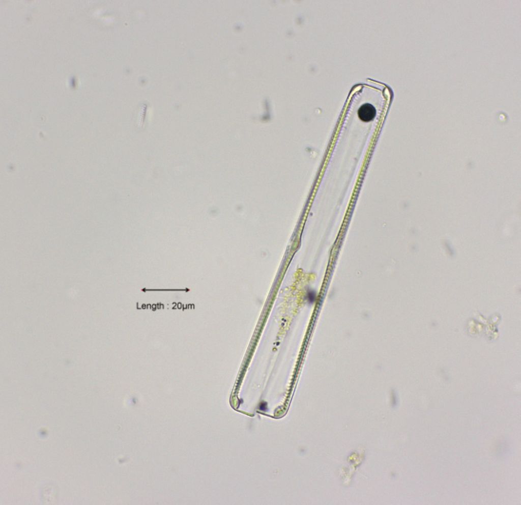 Navicula cf. peregrina girdle view