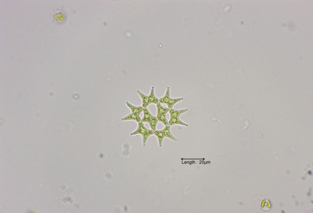 Pediastrum duplex