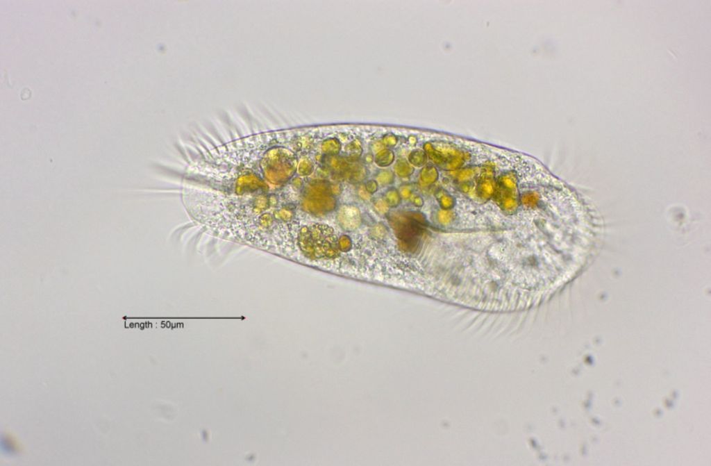 Stylonychia pustulata