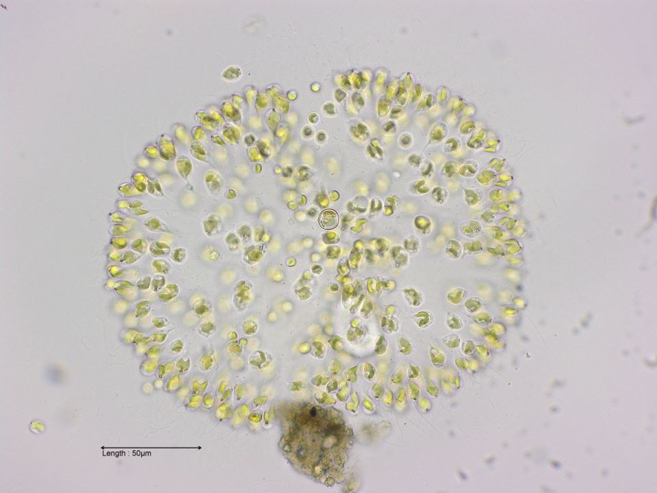 Uroglena volvox