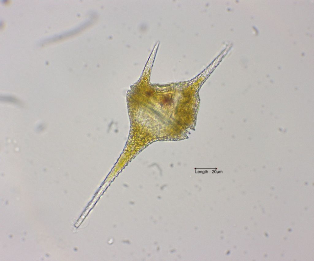 Ceratium hirundella