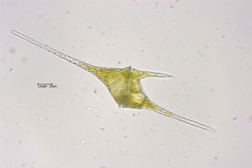 Ceratium hirundella