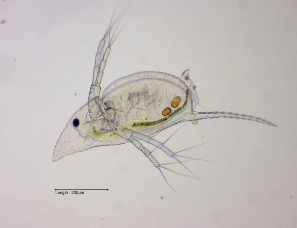Daphnia cucullata