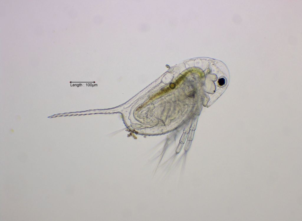 Daphnia longispina