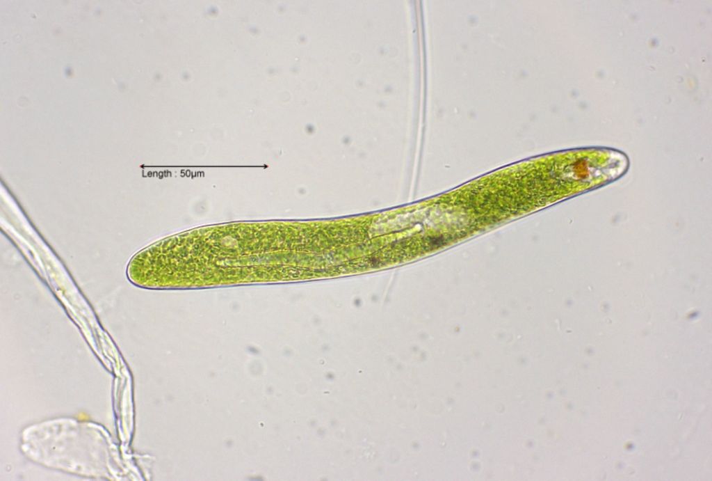 Euglena ehrenbergii