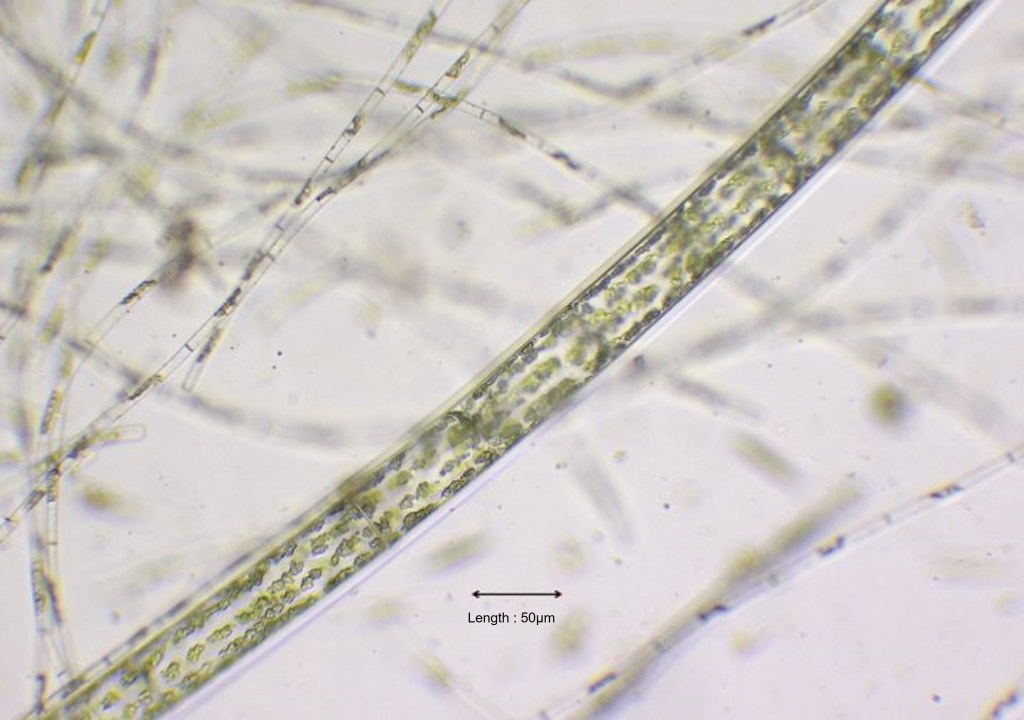 Sirogonium sticticum