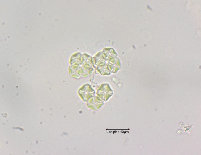 Crucigenia tetrapedia