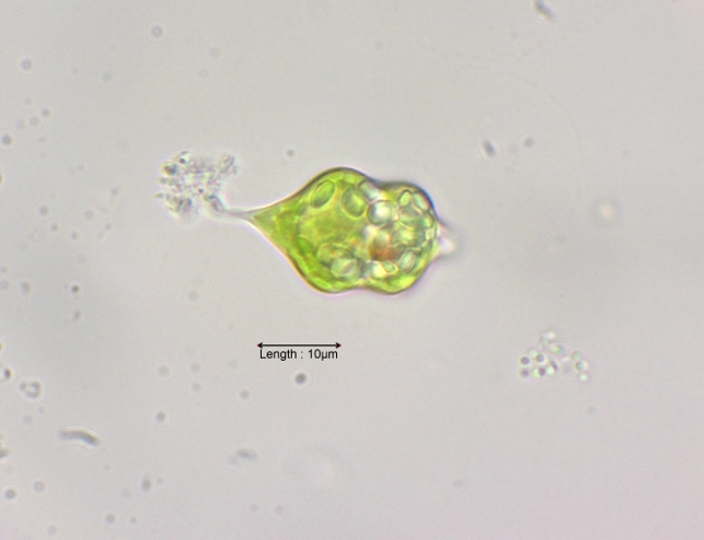 Discoplastis constricta