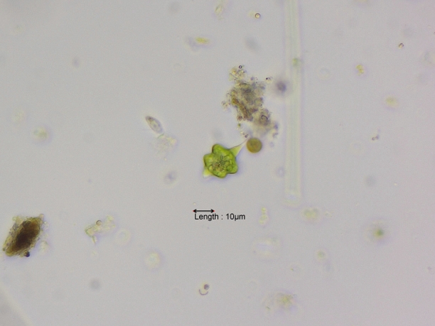 Discoplastis constricta