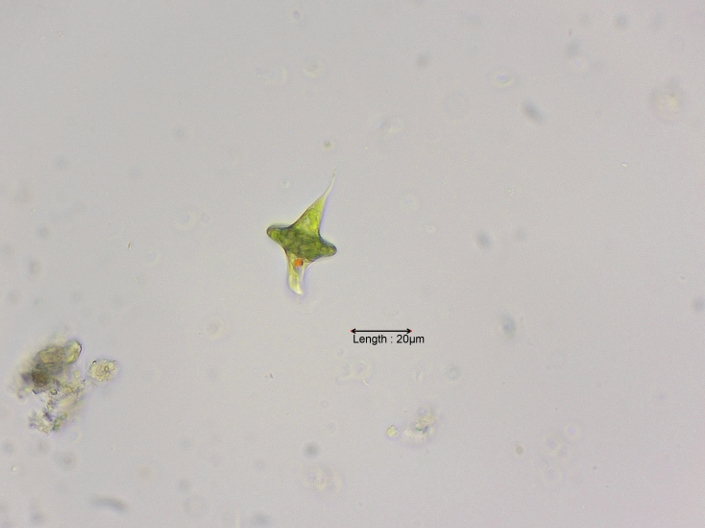 Discoplastis spathirhyncha