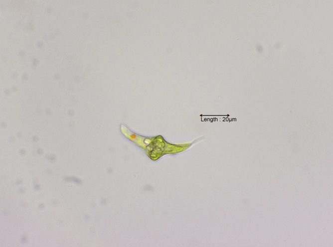 Discoplastis spathirhyncha