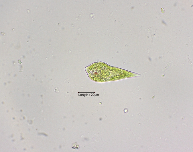 Euglena variabilis
08-07-2023