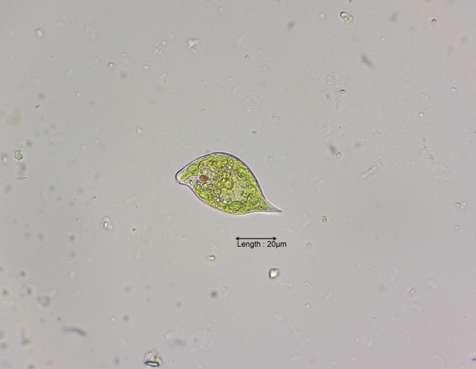 Euglena variabilis
08-07-2023