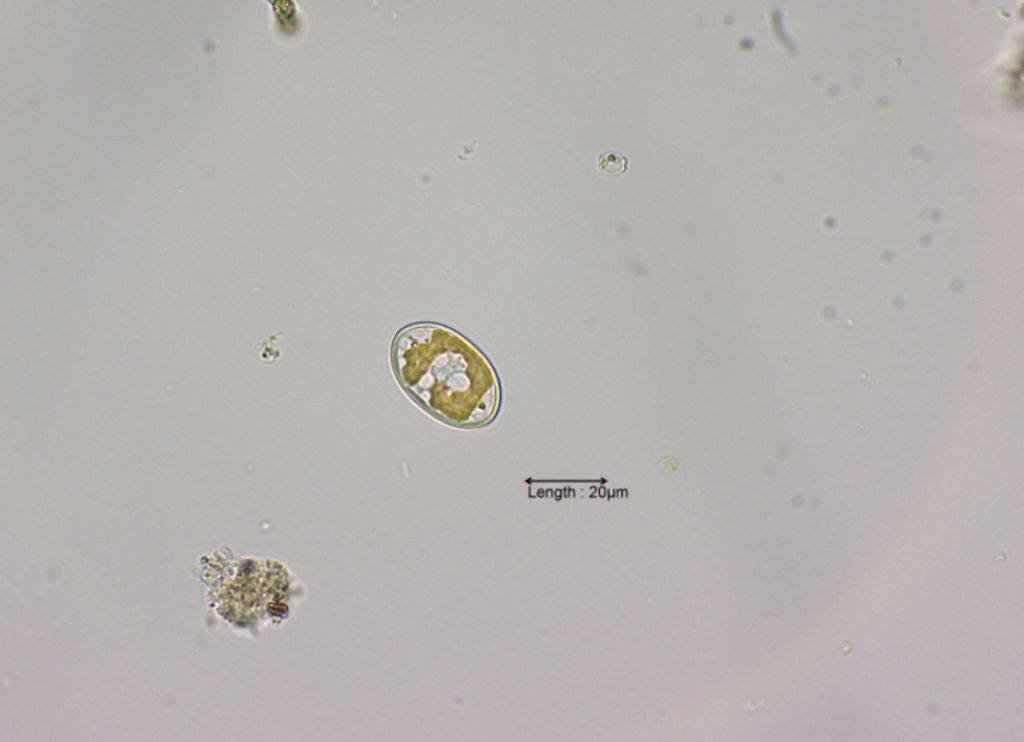 Cocconeis pediculus
31-07-2023