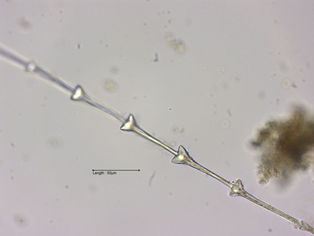 Part of a bird feather
31-07-2023